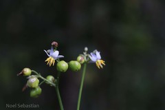 Dianella ensifolia